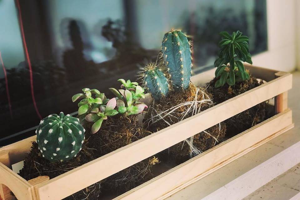 Succulente e cactus