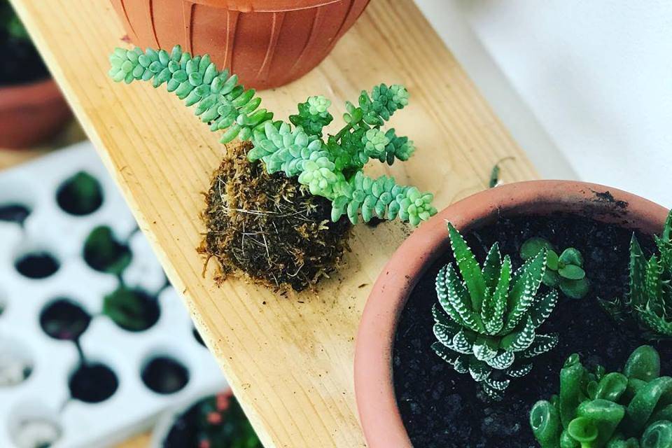 Succulenta Piccola