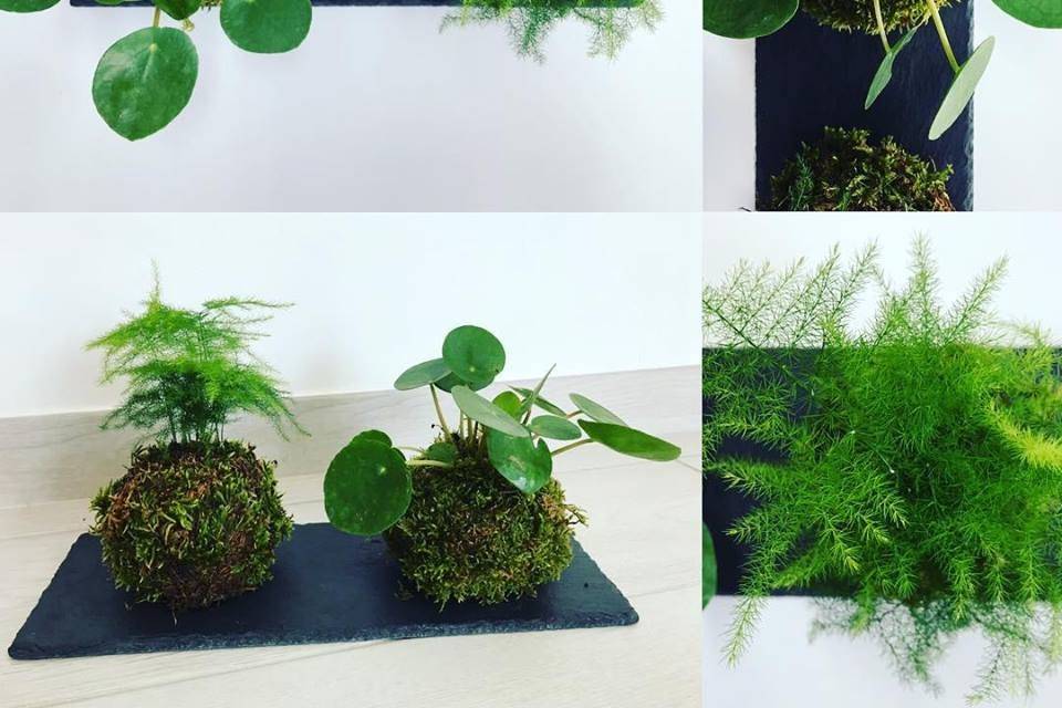 pilea e asparagina