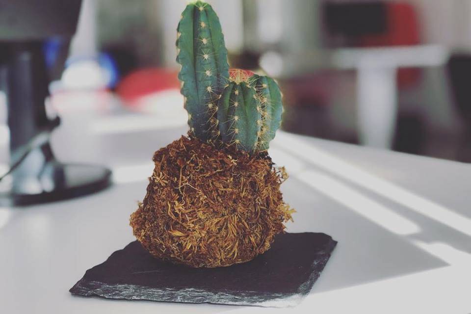 Cactus