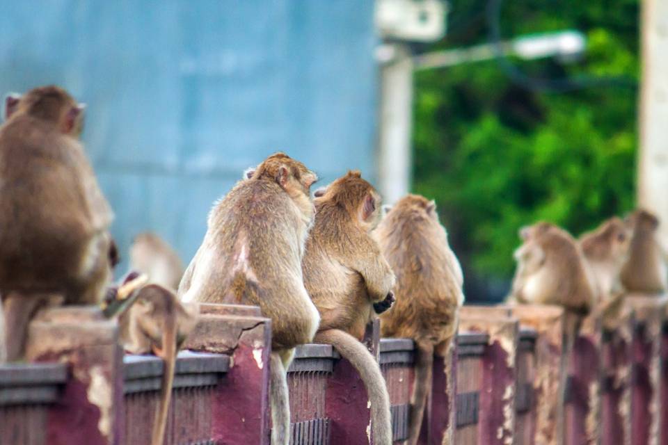 Buongiorno Thailandia