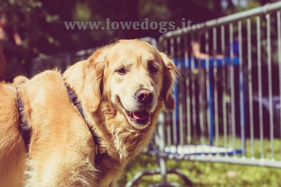 Lowedogs invitati a 4 zampe