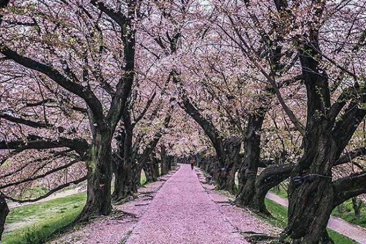 Il fascino dei ciliegi ..japan