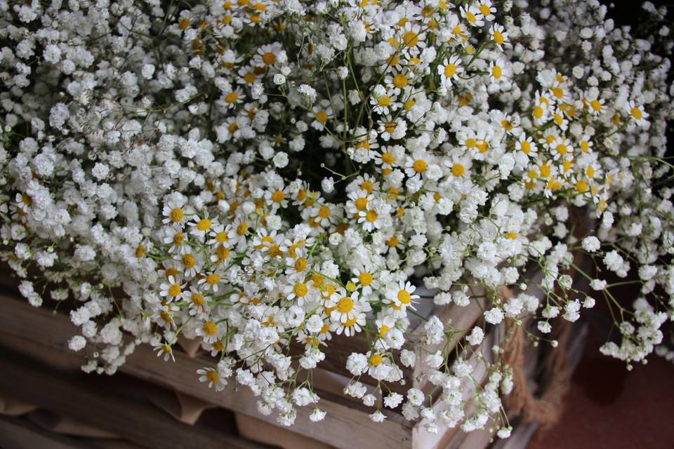 Camomilla fiori matrimonio