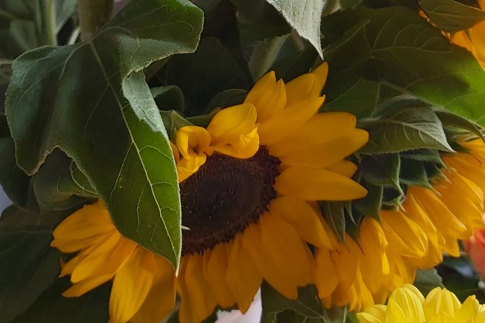 Girasoli