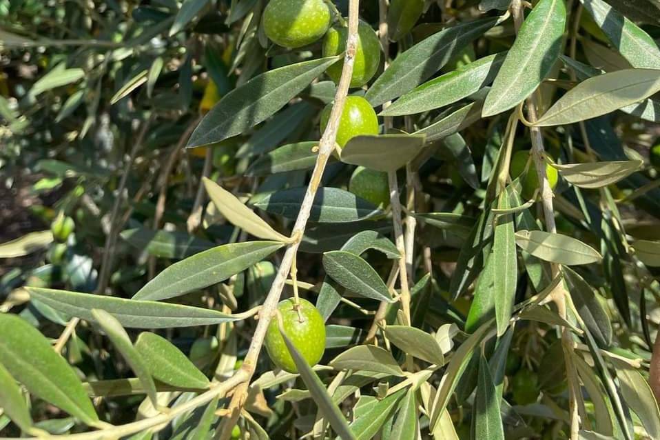 Olive delle nostra azienda