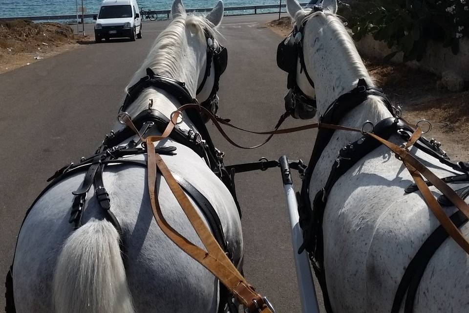 Matrimonio in Carrozza Conversano