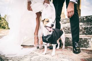 Wedding Dog Sitter Serena & Family