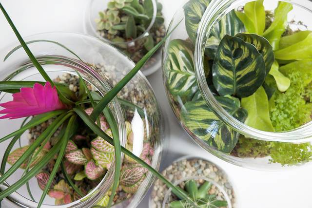 Sélva Terrariums