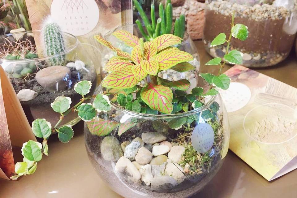 Sélva Terrariums