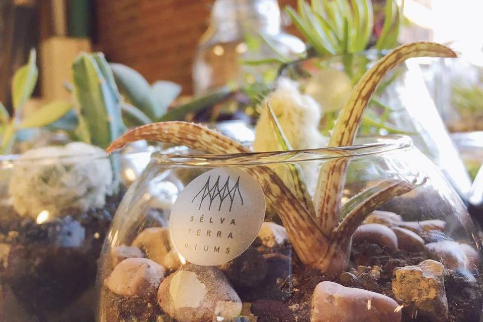 Bomboniere - Sélva Terrariums