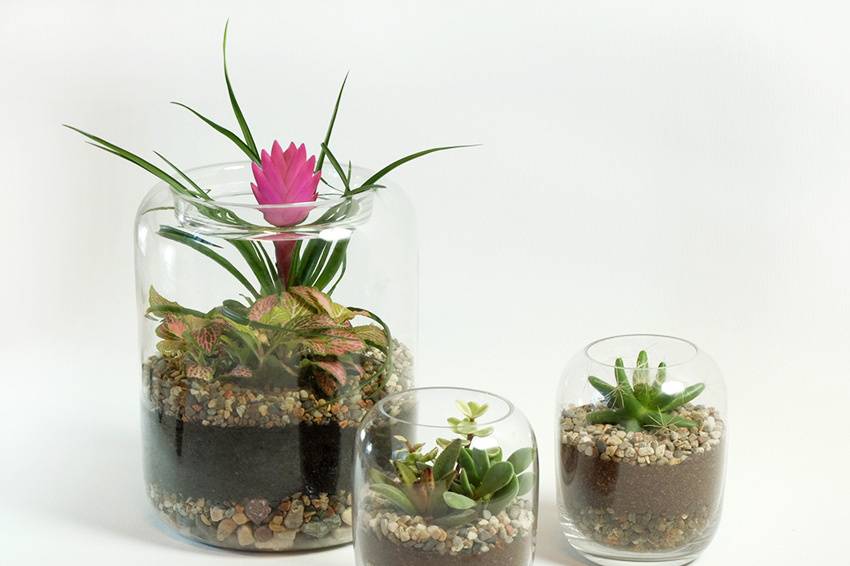 Sélva Terrariums