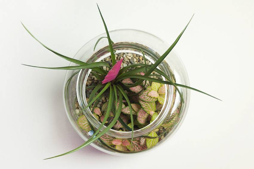 Sélva Terrariums