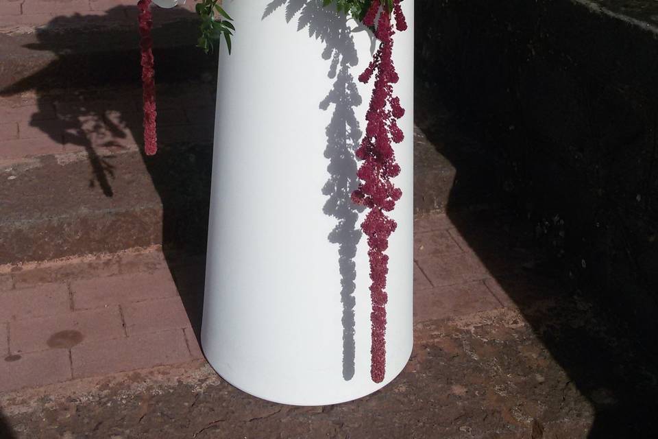 Amaranthus,phalaenopsis