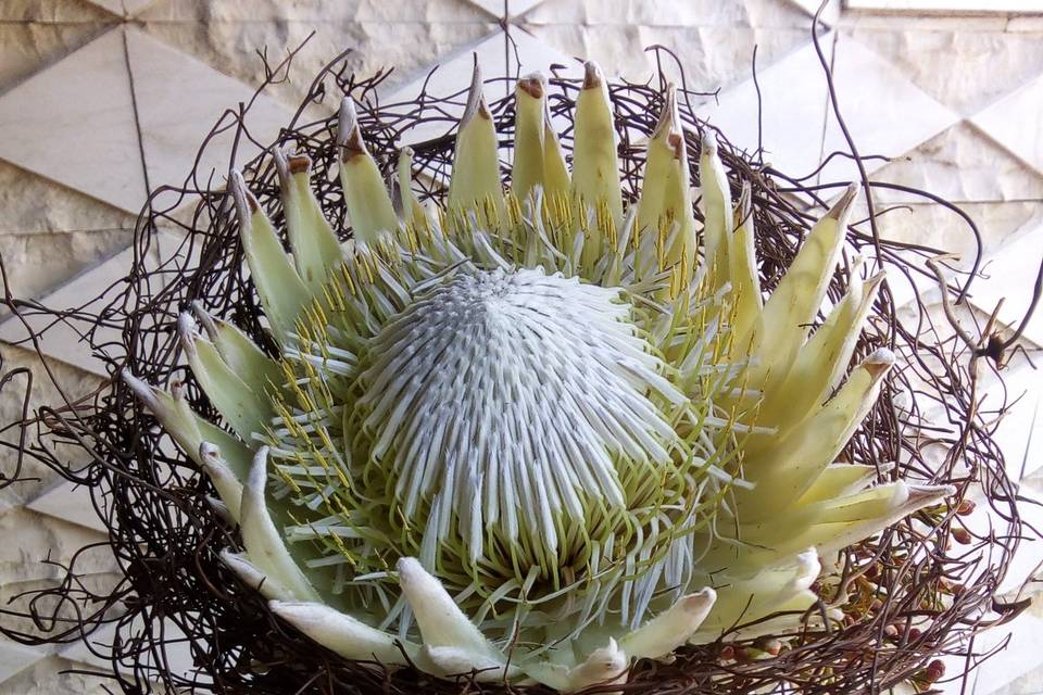 Bouquet con protea