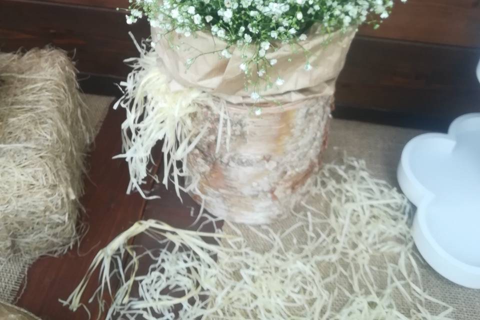 Gypsophila centrotavola