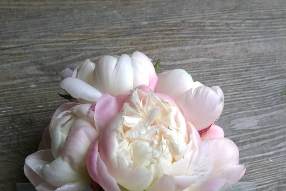 Peonie