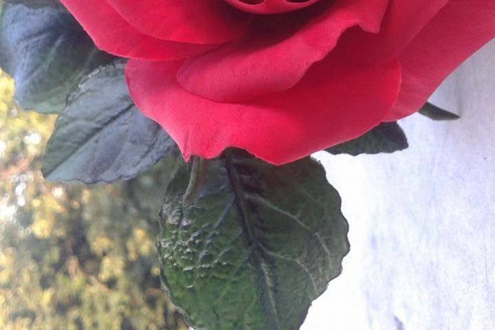 Sugar red rose