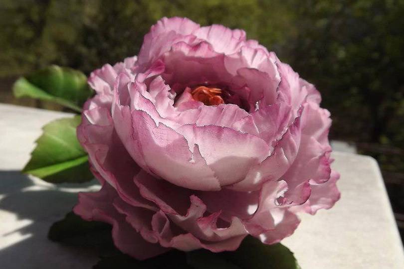 Sugar pink peony