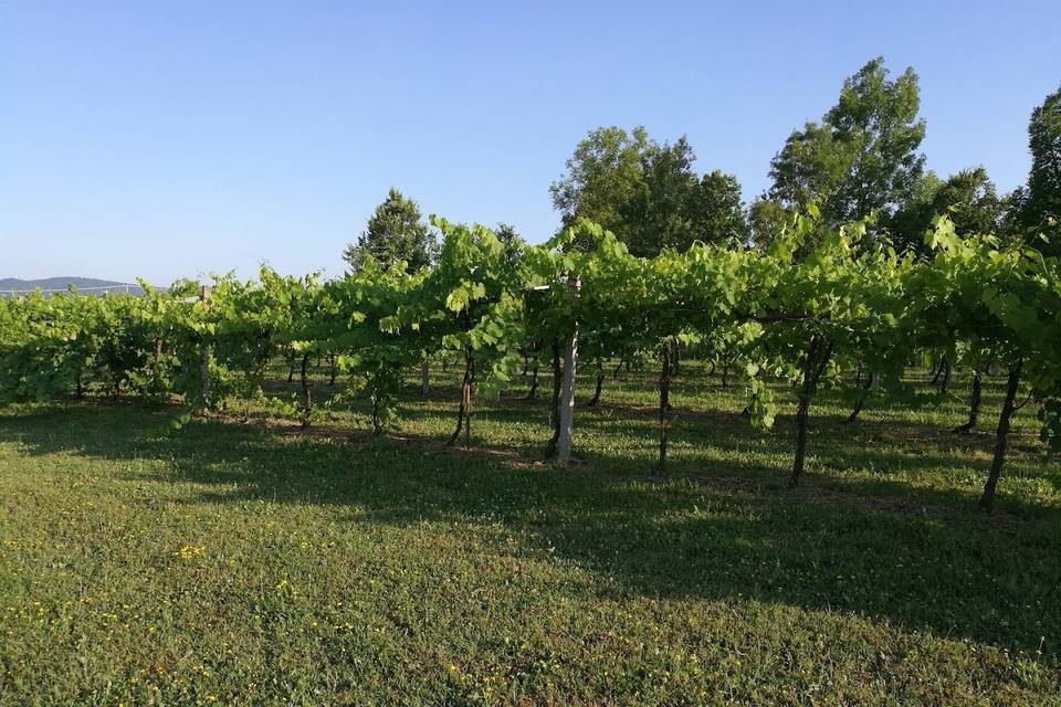 Vigna