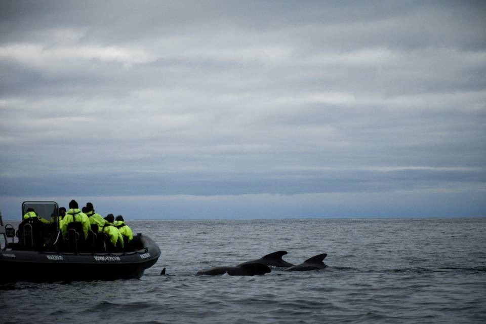 Whale watching Vesteralen