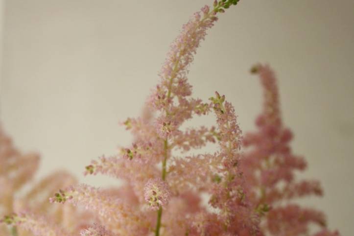 Astilbe