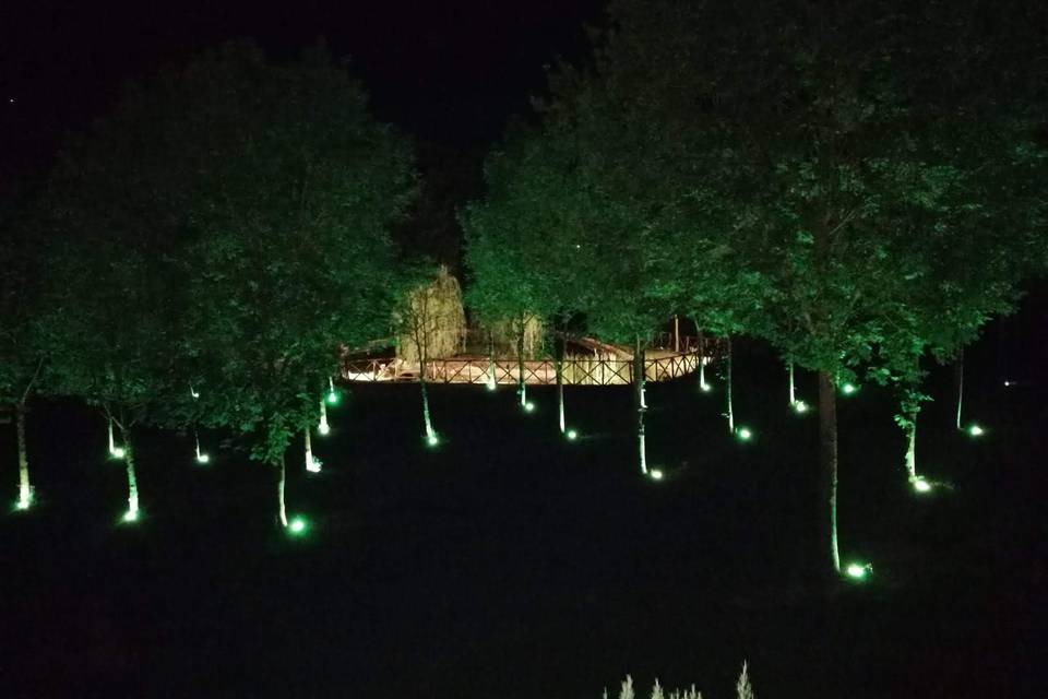 Bosco illuminato con lago