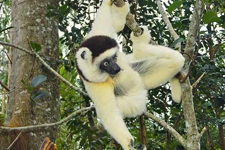 Madagascar - Lemure