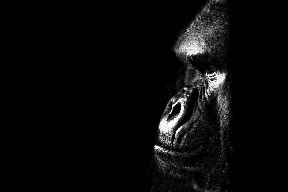 Gorilla - Uganda e Ruanda