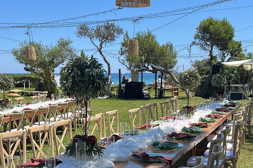 Allestimento ulivo