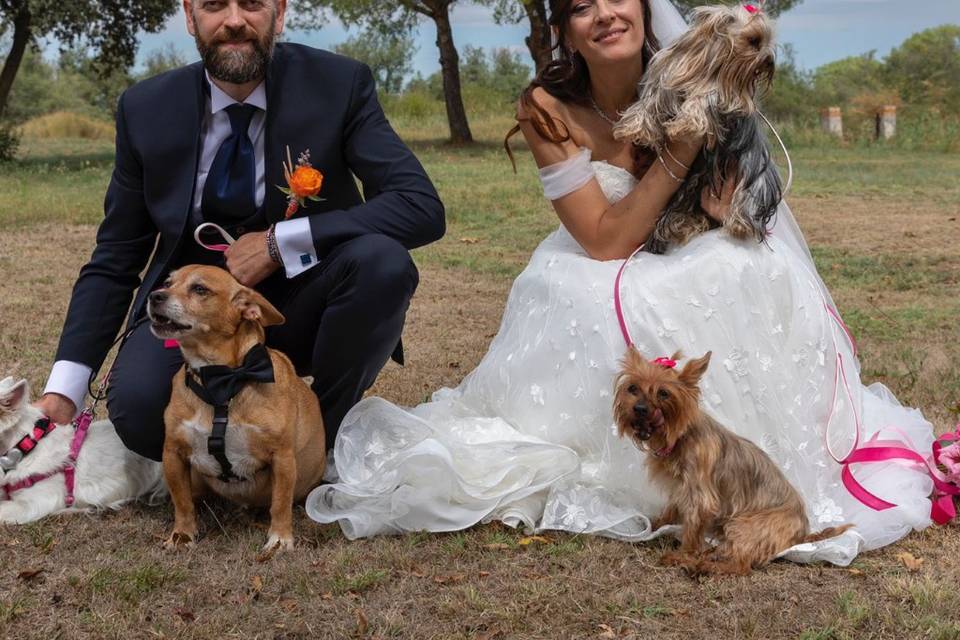 Wedding dogs sitter