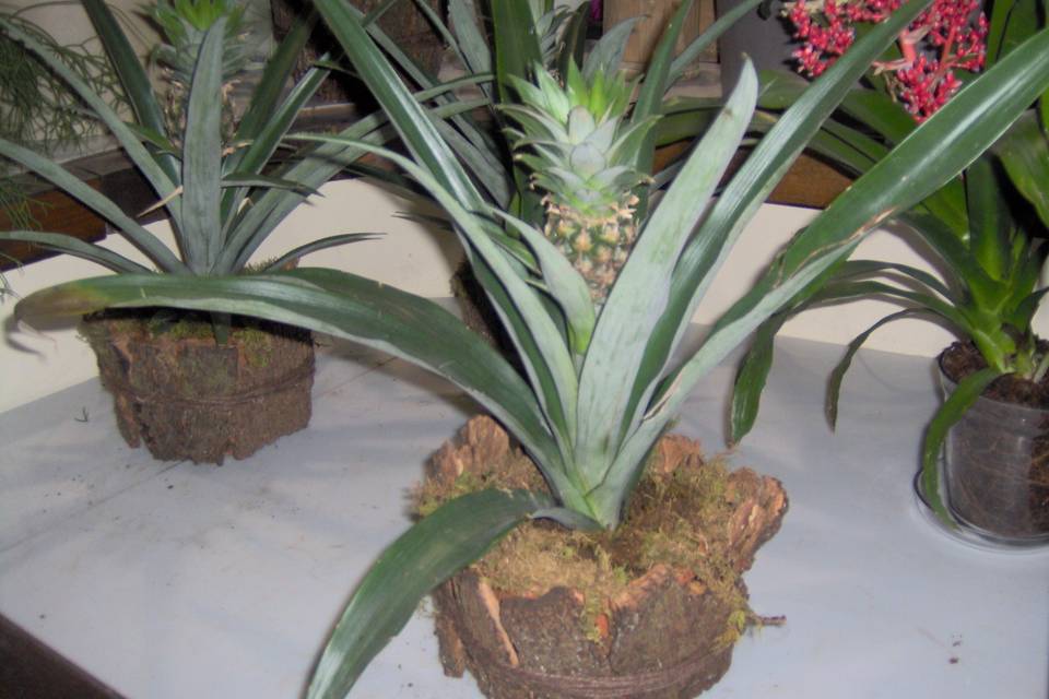 Ananas