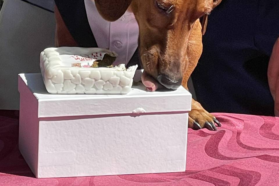 Canova Dog Wedding Dog Sitter