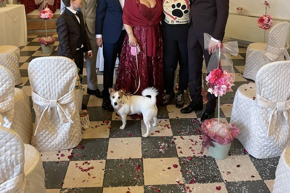 Canova Dog Wedding Dog Sitter
