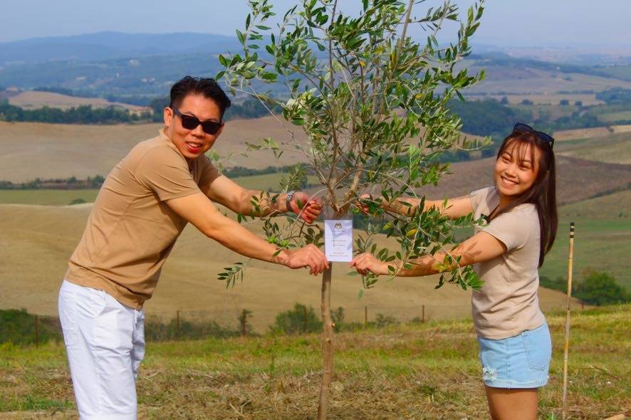 Planting of wedding olive tree