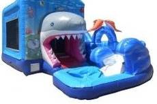Shark Attack