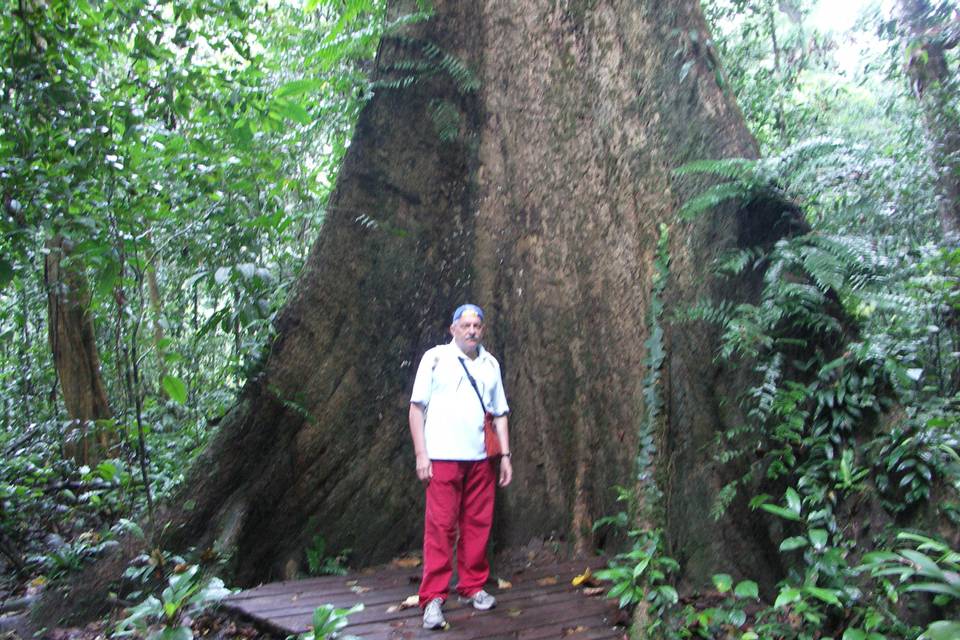 Borneo Malese - La foresta
