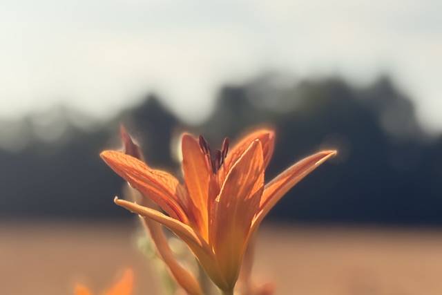 Natura