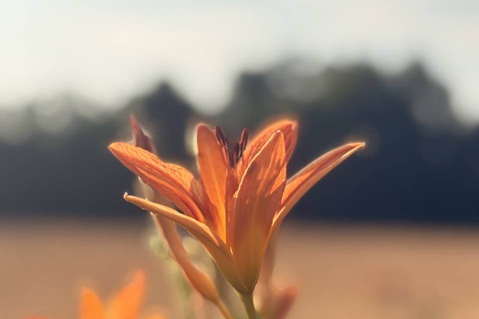 Natura