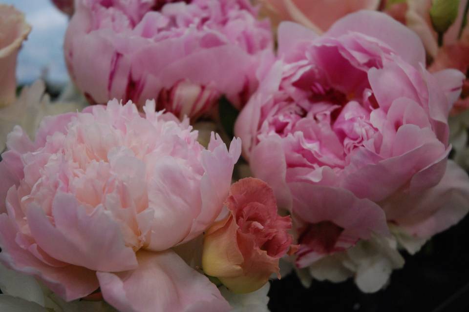 Peonie rosa