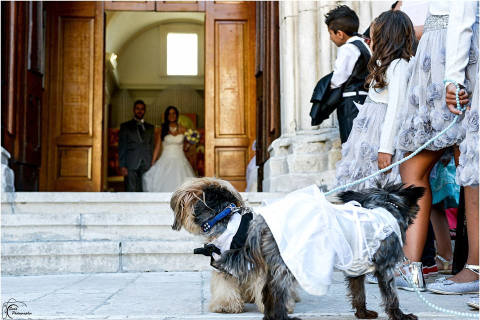 Wedding dog