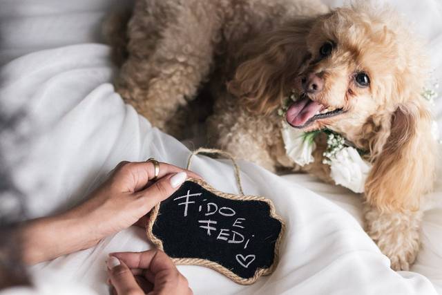 Wedding Dog Sitter Fido e Fedi