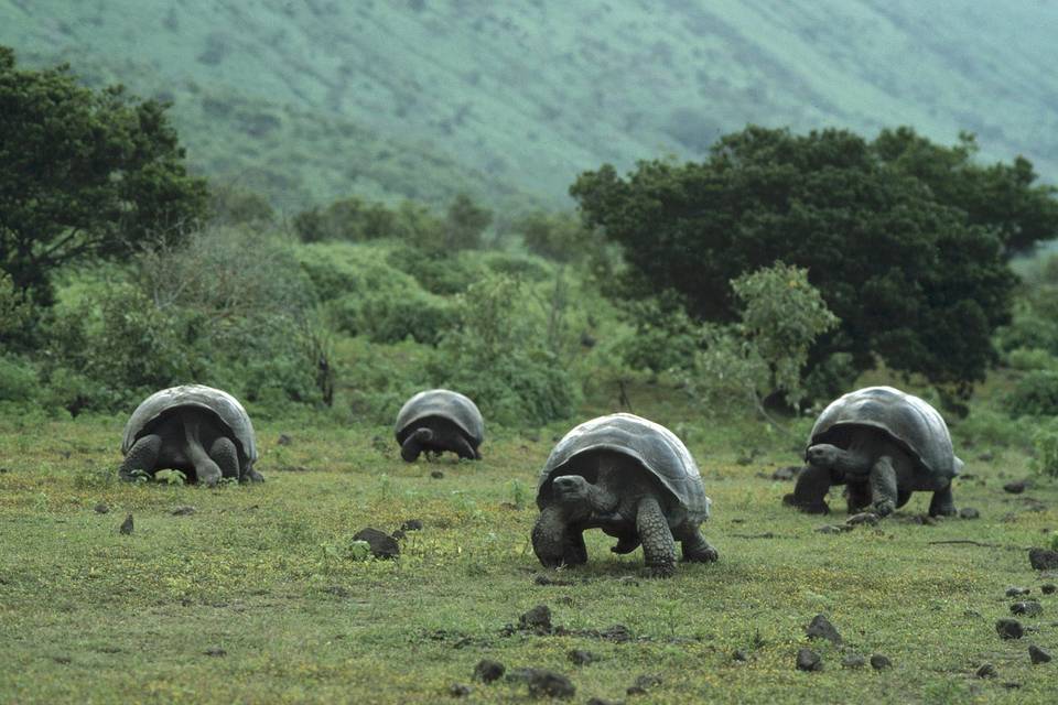 Galapagos