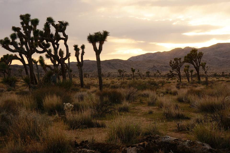 Joshua Tree