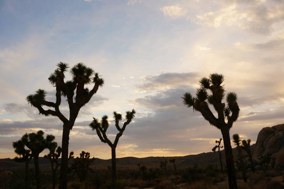 Joshua Tree