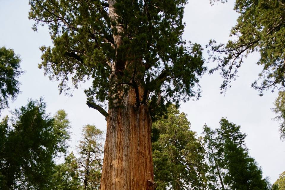 Sequoia National Park