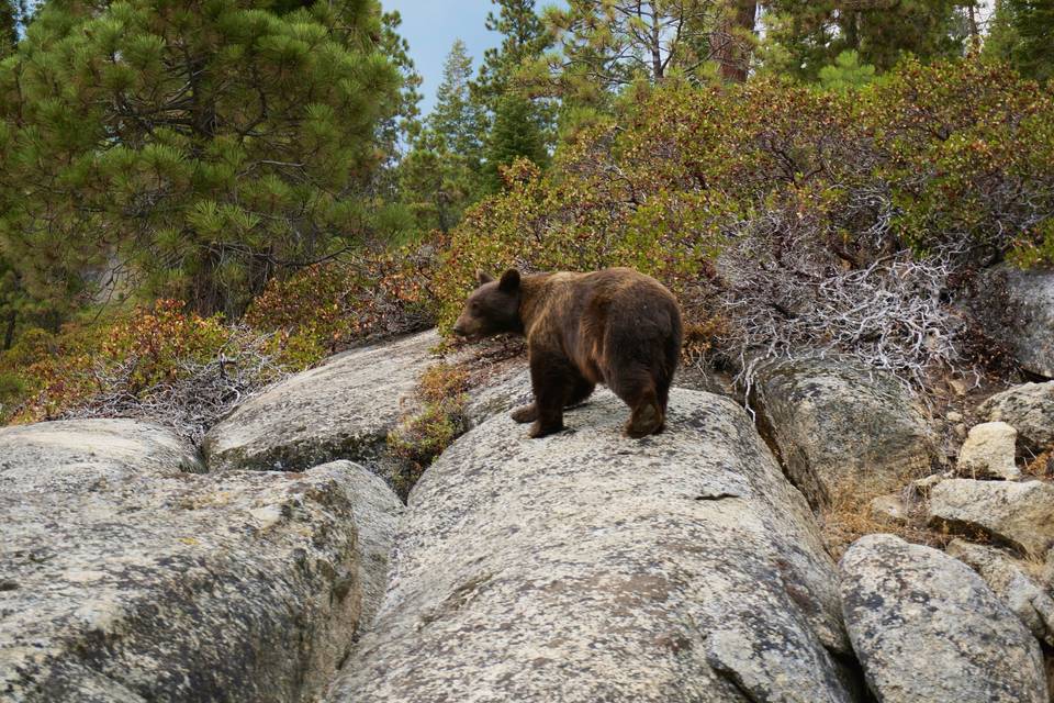 Sequoia National Park