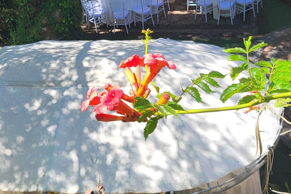 Allestimento matrimonio