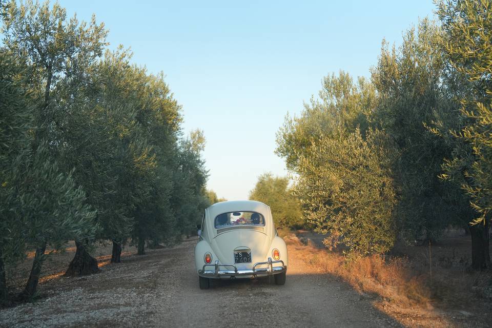 Ingresso tra ulivi