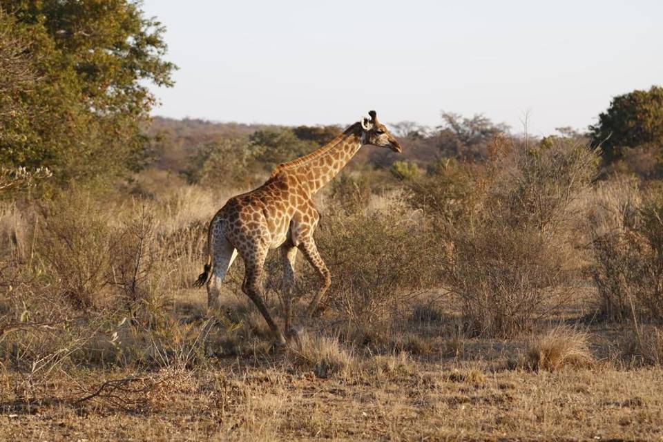 Entabeni - Sud Africa